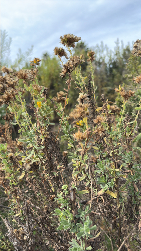iNaturalist observation photo of Coastal Goldenbush