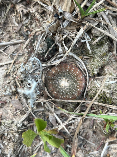 Frailea cataphracta
