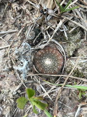 Frailea cataphracta