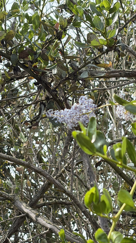 iNaturalist observation photo of greenbark ceanothus