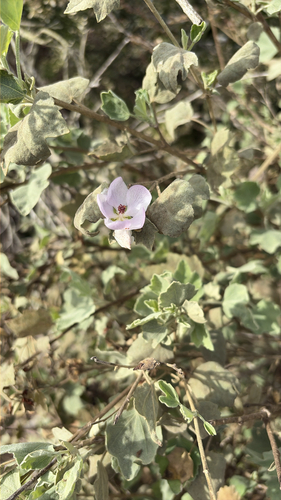 iNaturalist observation photo of Ojai bushmallow