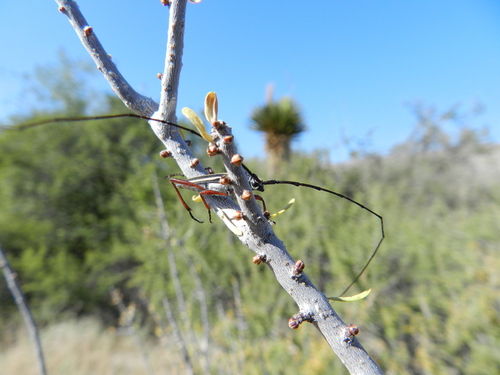 Double-banded Bycid