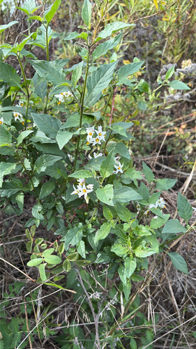 iNaturalist observation photo of greenspot nightshade