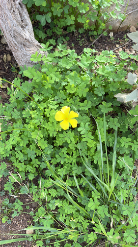 iNaturalist observation photo of Bermuda buttercup