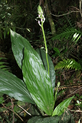 Calanthe sylvatica