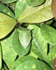 Loxa viridis