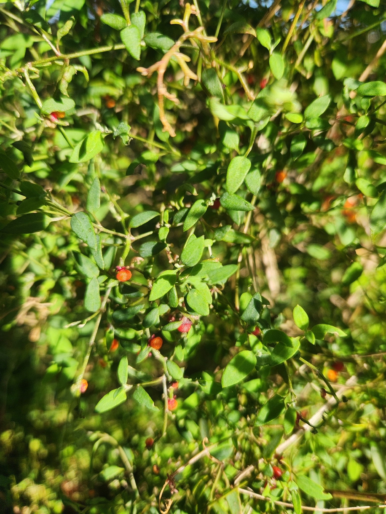 Chenopodium nutans