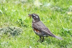 Turdus iliacus