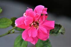 Diptera