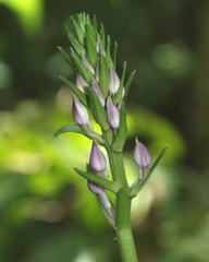 Calanthe sylvatica