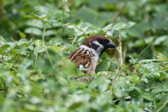 Passer montanus