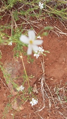 Jamesbrittenia tysonii