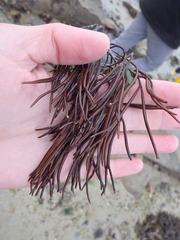 Furcellaria lumbricalis