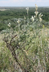 Astragalus albicaulis