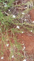 Jamesbrittenia tysonii