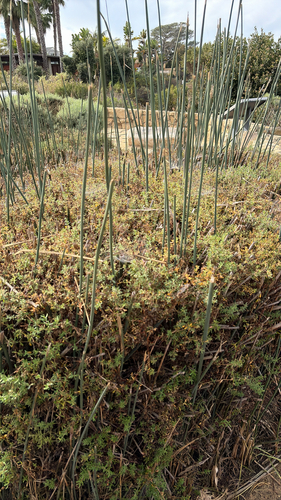 iNaturalist observation photo of Cyperoideae
