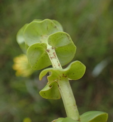 Sebaea natalensis
