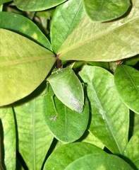 Loxa viridis