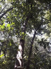 Avicennia bicolor
