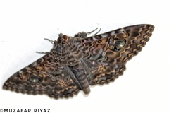 Speiredonia