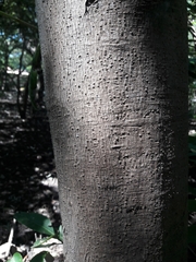 Avicennia bicolor
