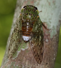 Dyticopycna semiclara