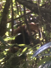 Ailurus fulgens styani