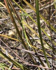 Bacillidae