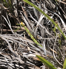 Bacillidae