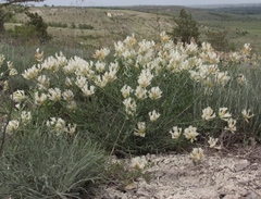Astragalus albicaulis