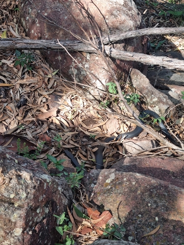 Red-bellied Black Snake sighting