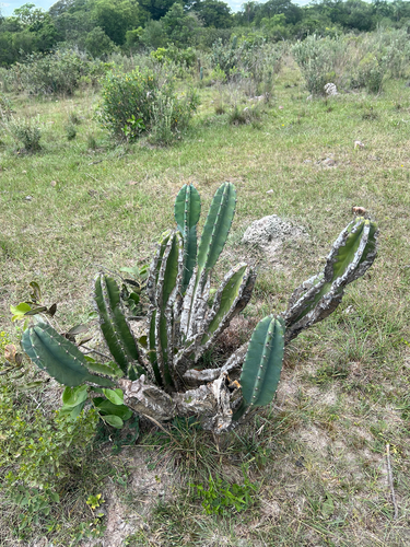 Cereus lanosus (Cereus lanosus)
