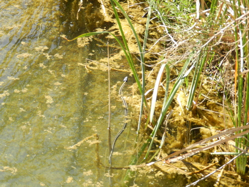Black-necked Garter Snake