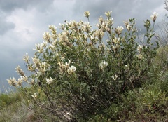 Astragalus albicaulis