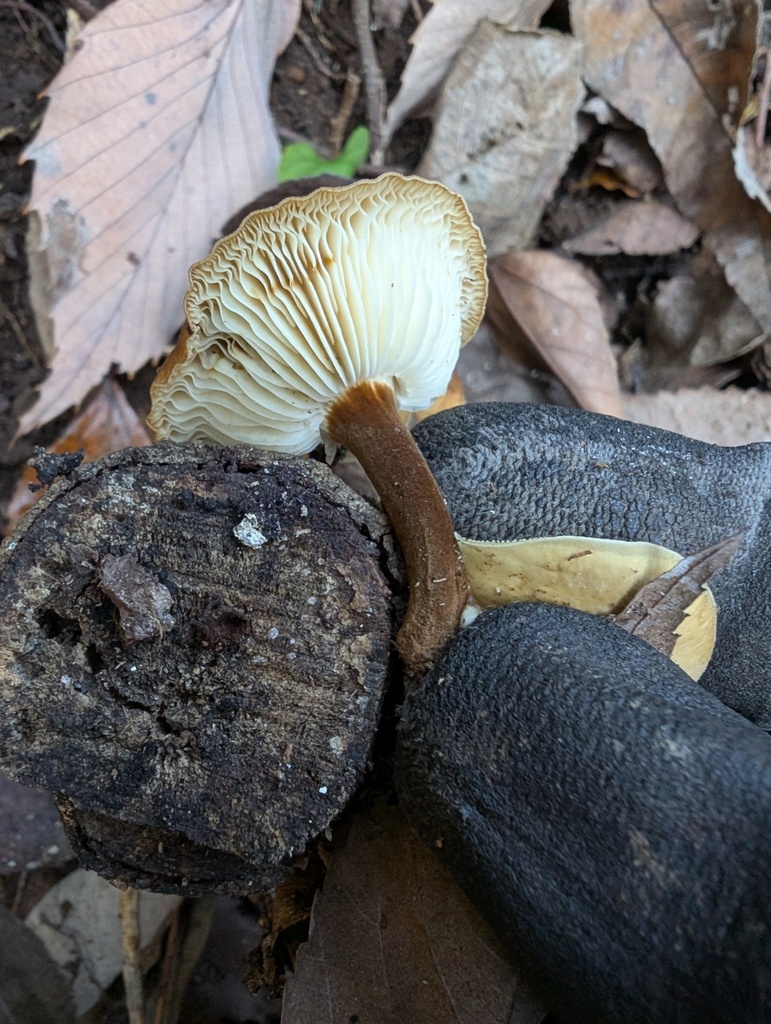 Flammulina velutipes · December 2025 · photo: © atsushi_nakajima_cirque (iNaturalist, cc-by)