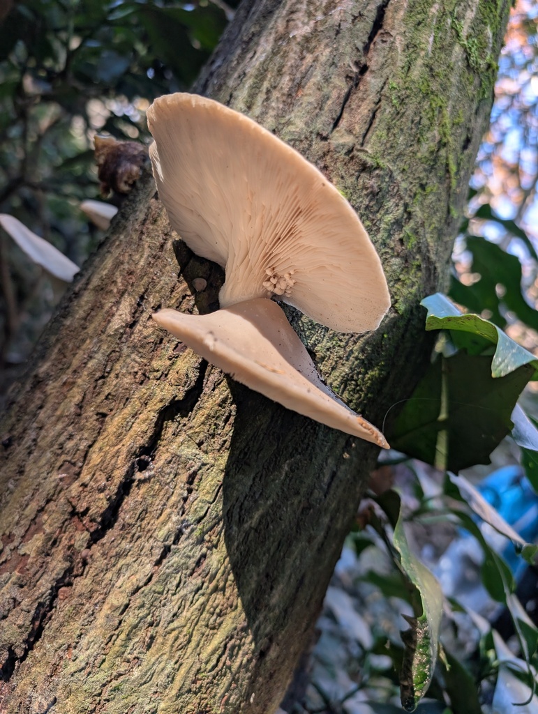 Pleurotus ostreatus · December 2025 · photo: © atsushi_nakajima_cirque (iNaturalist, cc-by)