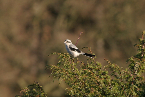 Lanius excubitor