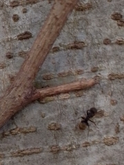 Dolichoderus bispinosus