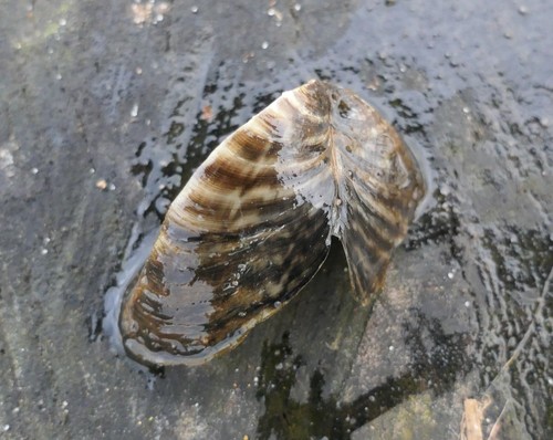 Zebra Mussel