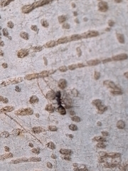 Dolichoderus bispinosus