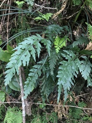 Asplenium oldhamii