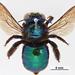 Peacock Carpenter Bee - Photo (c) Ken Walker, Museum Victoria, some rights reserved (CC BY)