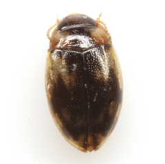 Neoclypeodytes