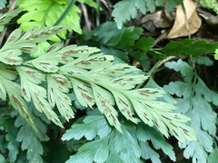 Asplenium oldhamii