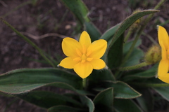 Hypoxis costata