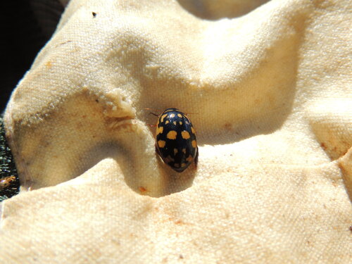 Sunburst Diving Beetle