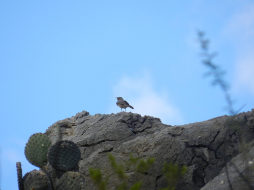 Rock Wren