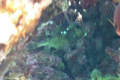 Lactophrys bicaudalis