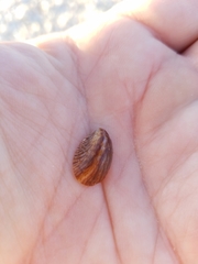 Crepidula fornicata image