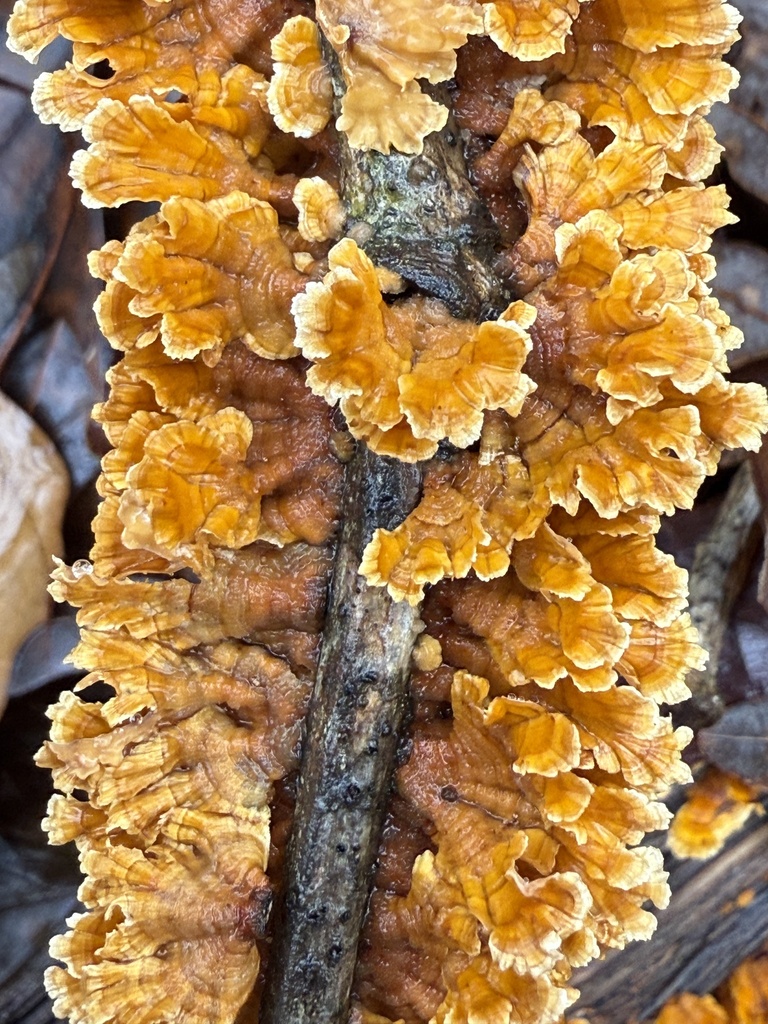 Stereum complicatum · December 2025 · photo: © aviatrix-79 (iNaturalist, cc-by-sa)